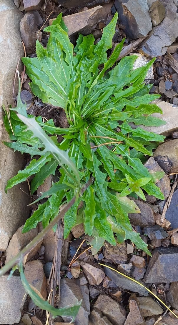 Green leafy plant with jagged-edged leaves growing among brown rocks and stones.