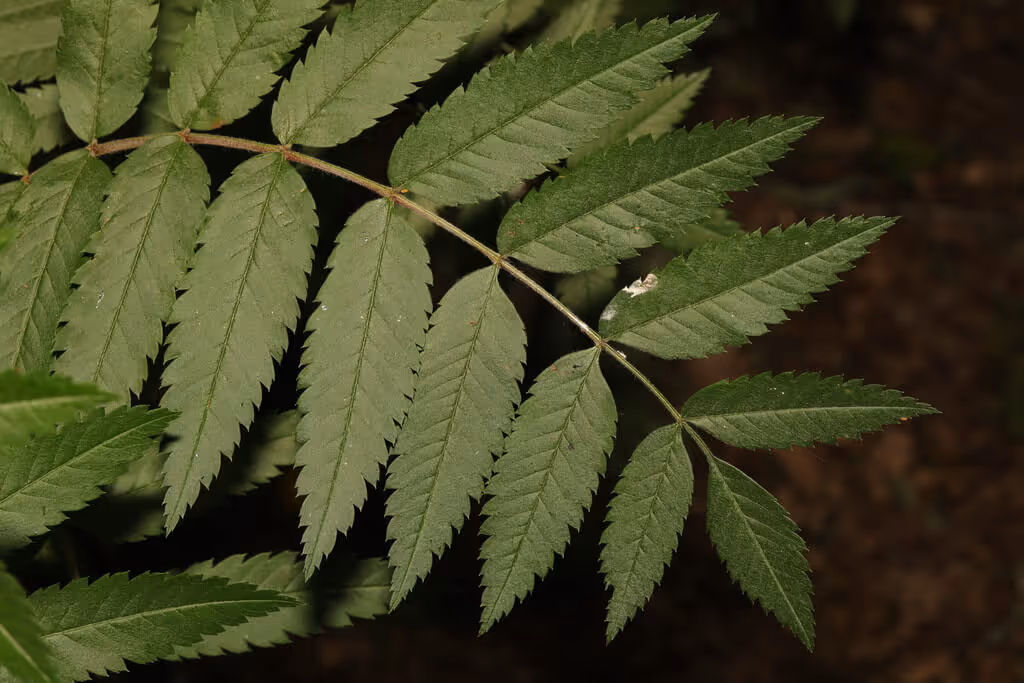 Close-up of green compound ash tree leaves with serrated edges against a dark background.