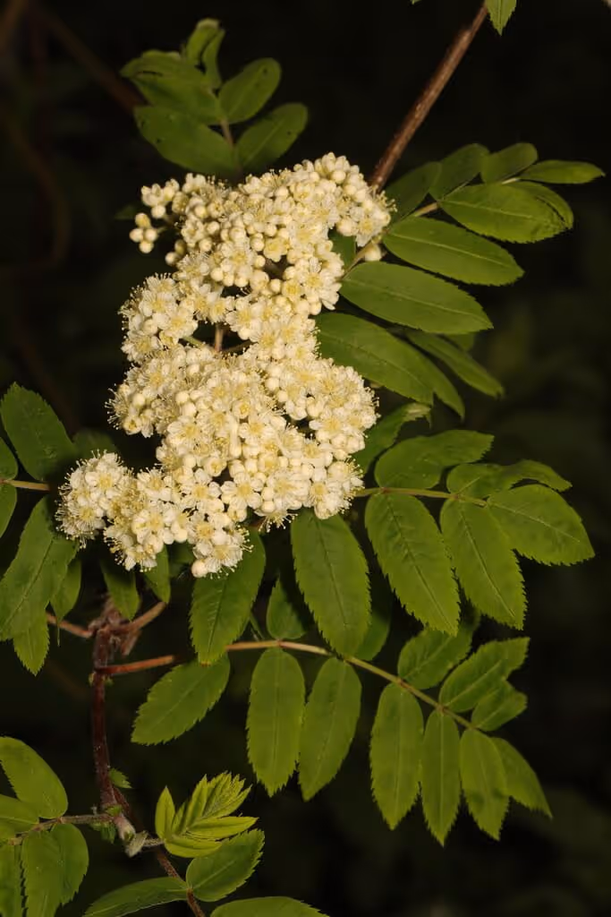 Cluster of small white ash tree flowers surrounded by bright green compound leaves against a dark background.
