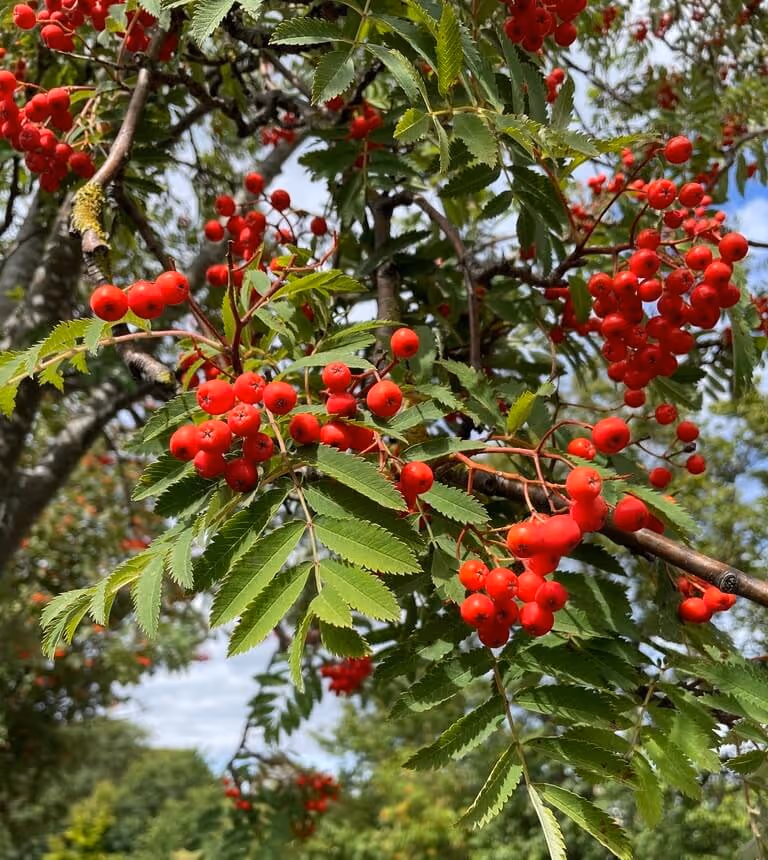 Close-up of bright red berries clustered among green, serrated leaves on a tree branch against a blue sky background.