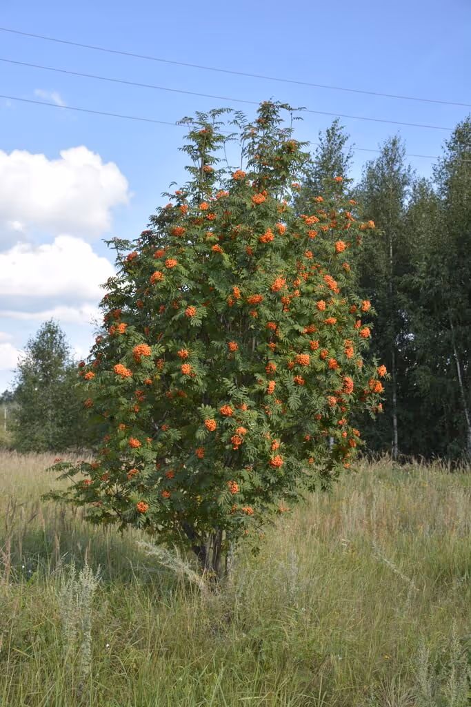 Small tree with green leaves and clusters of orange berries standing in a grassy field under a blue sky with some clouds.