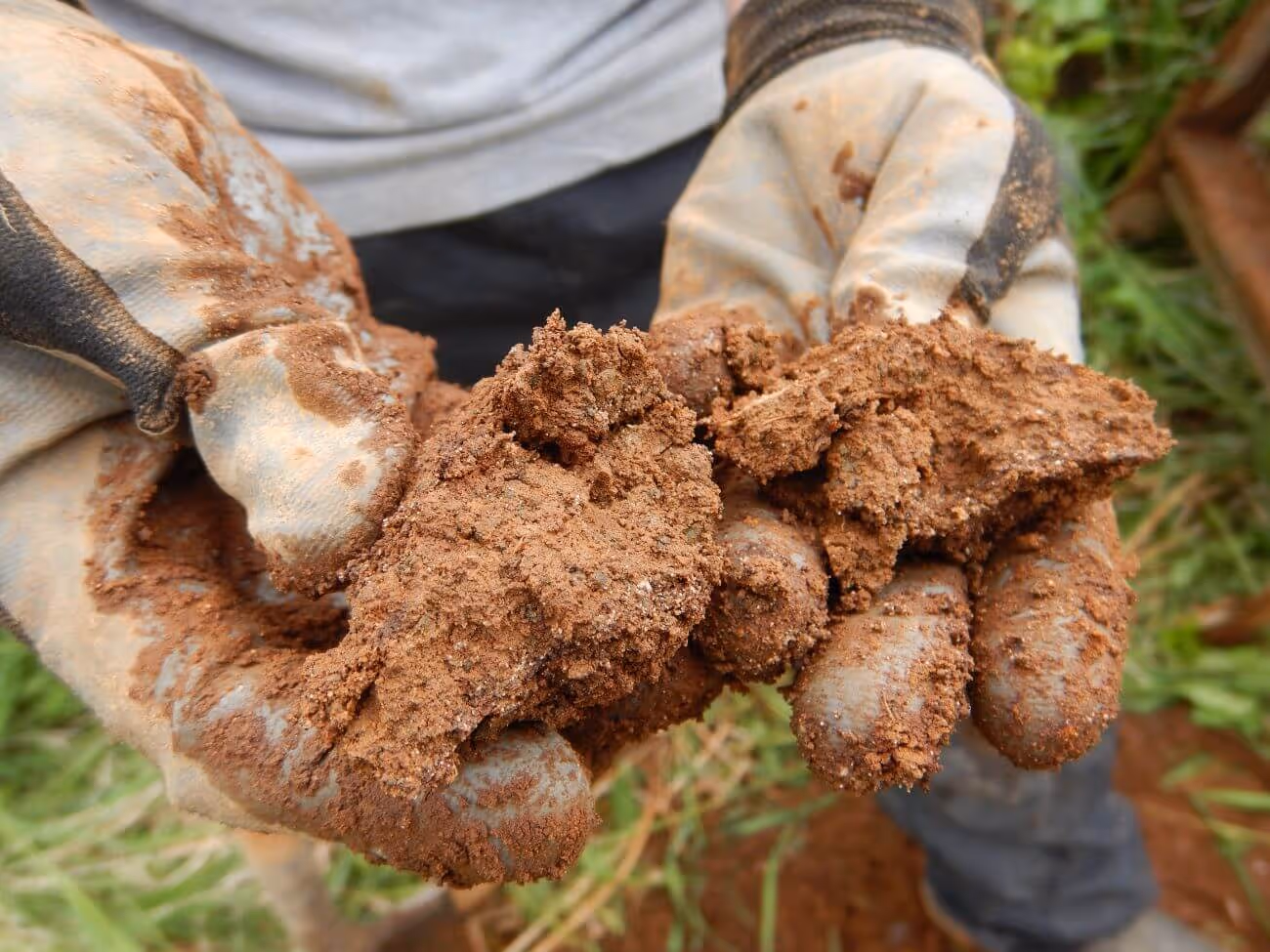 Hands wearing dirty work gloves holding clumps of reddish soil outdoors.