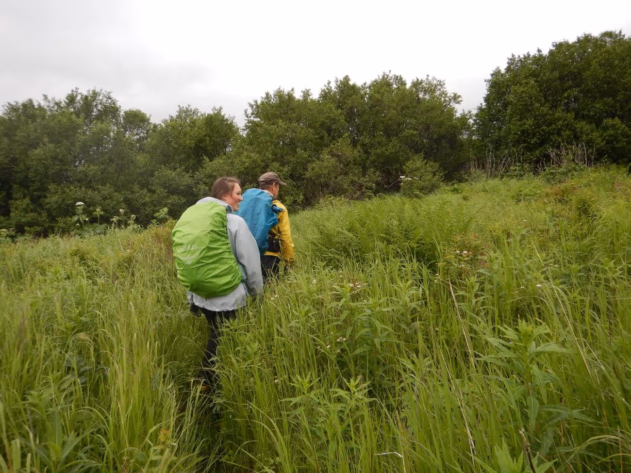 Two hikers walking through tall green grass on a cloudy day with backpacks, surrounded by trees.