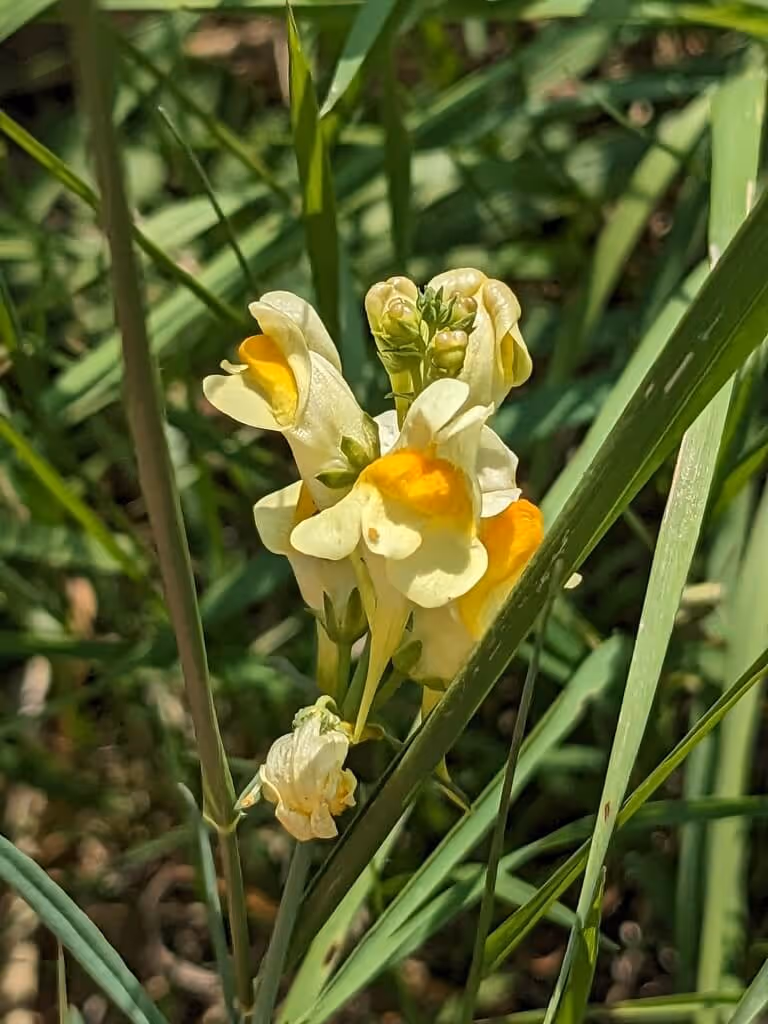 Close-up of yellow and white snapdragon flowers among green grass blades.