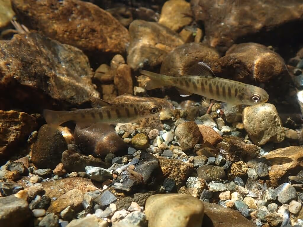 Two small fish with vertical stripes swimming over a rocky streambed.