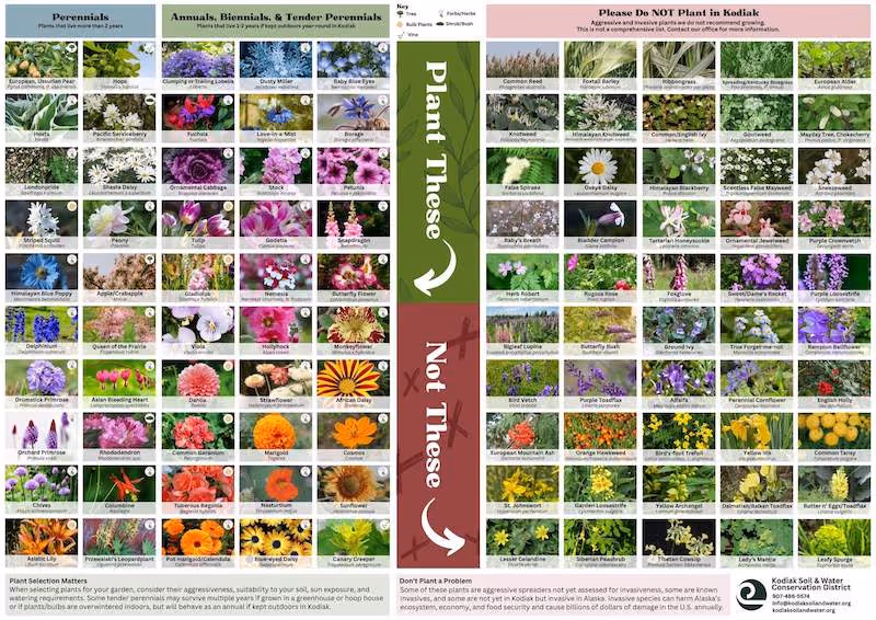 Garden plant guide showing photos and names of perennials, annuals, biennials, and tender perennials to plant, and a list of invasive plants to avoid in Kodiak, Alaska with a key for trees, shrubs, bulbs, and vines.