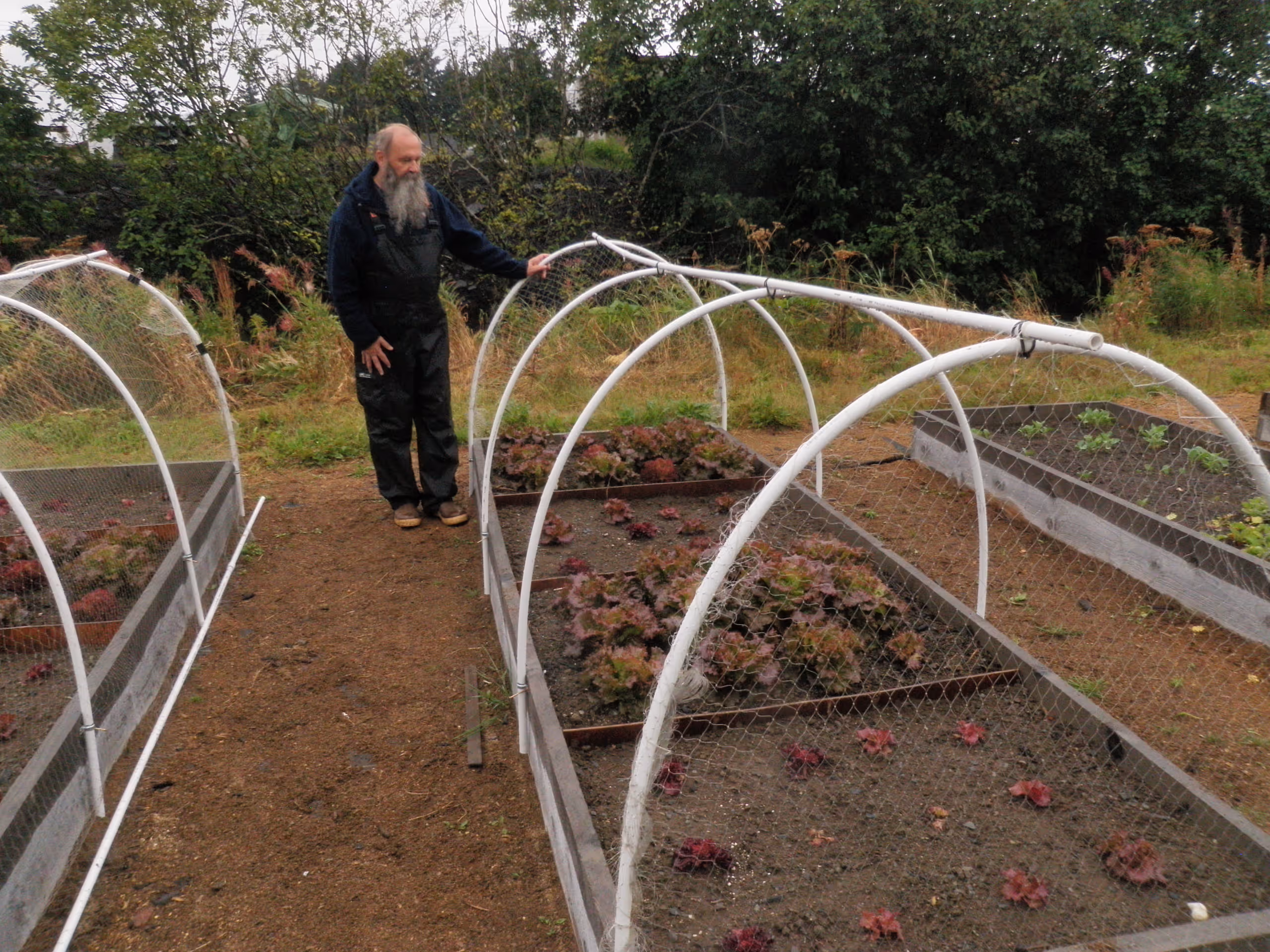 Bearded man in black overalls tending to lettuce plants growing in raised garden beds with protective wire arches.