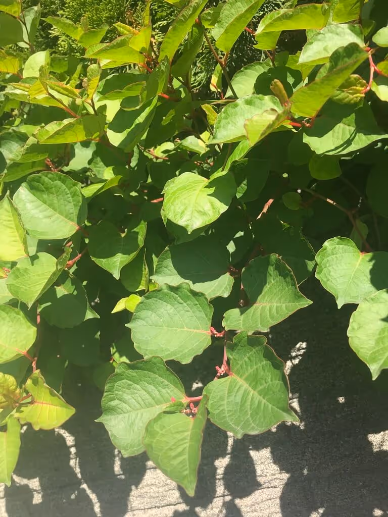 Green leaves with red stems casting shadows on a concrete surface in bright sunlight.