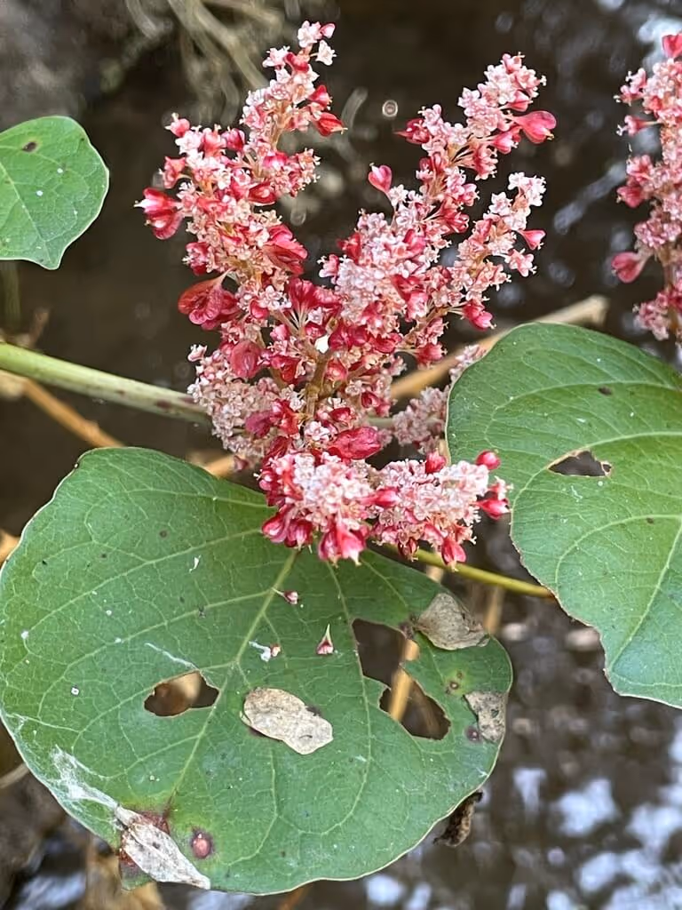 Close-up of a plant with clusters of small pink and red flowers and large green leaves with holes and damage, against a blurred natural background.