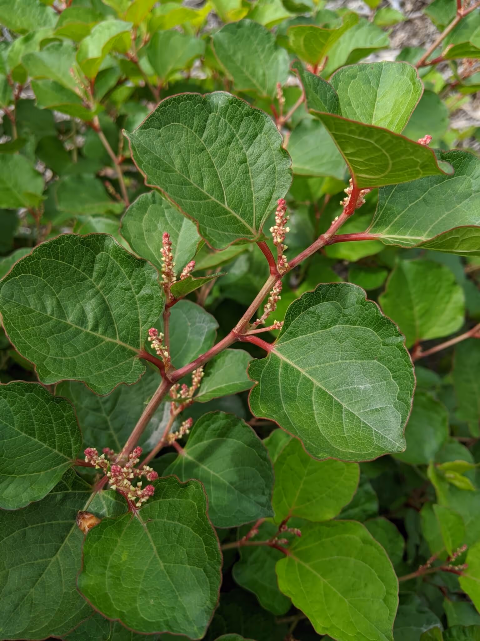 Close-up of green leaves with red stems and small clusters of tiny pink and white flowers.