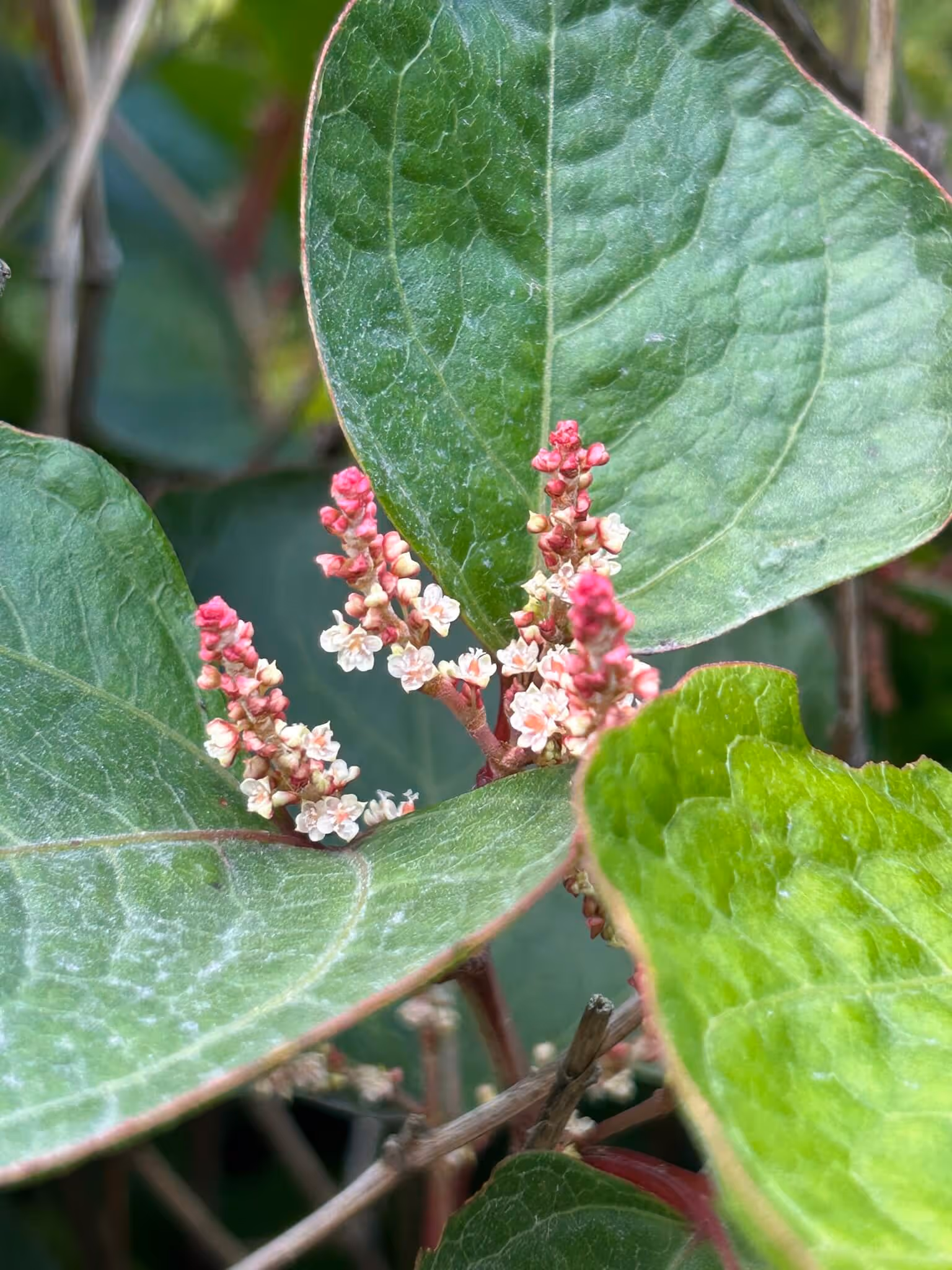 Close-up of small white and pink flower clusters surrounded by broad green leaves.