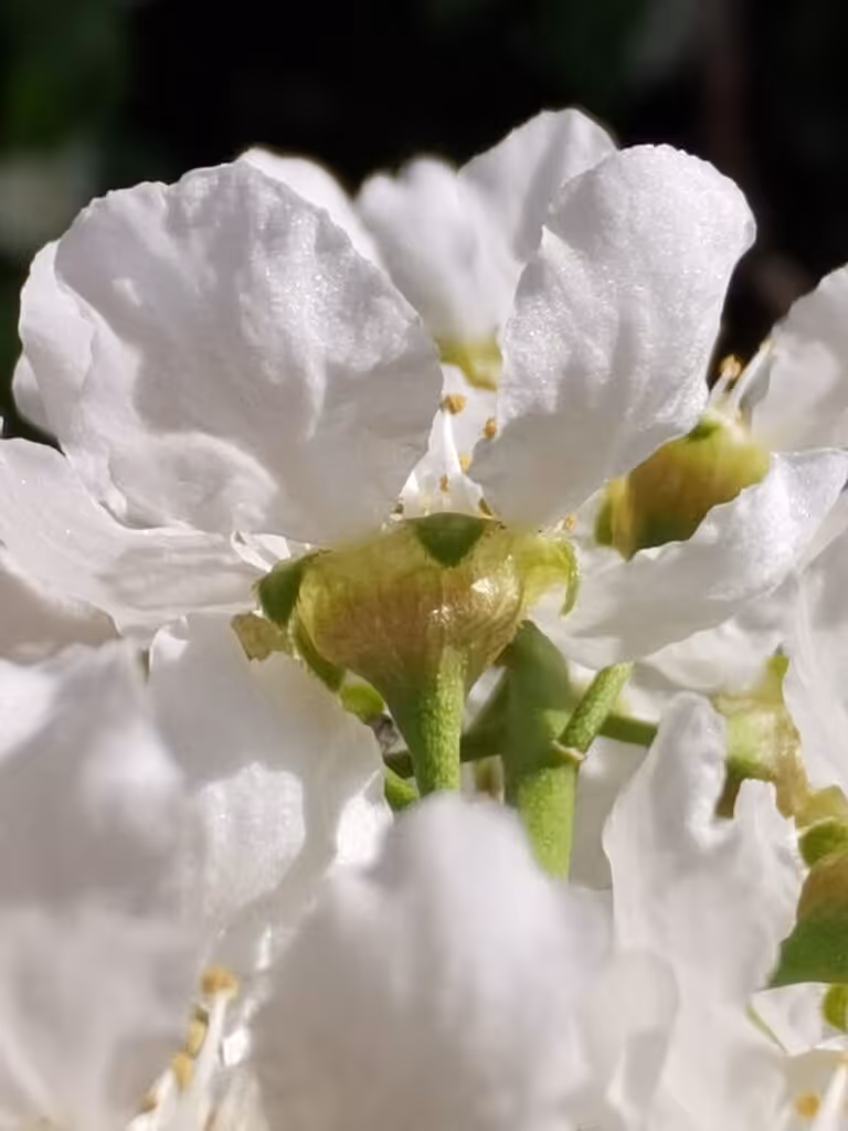 Close-up of white flower petals with green stems and buds against a dark background.