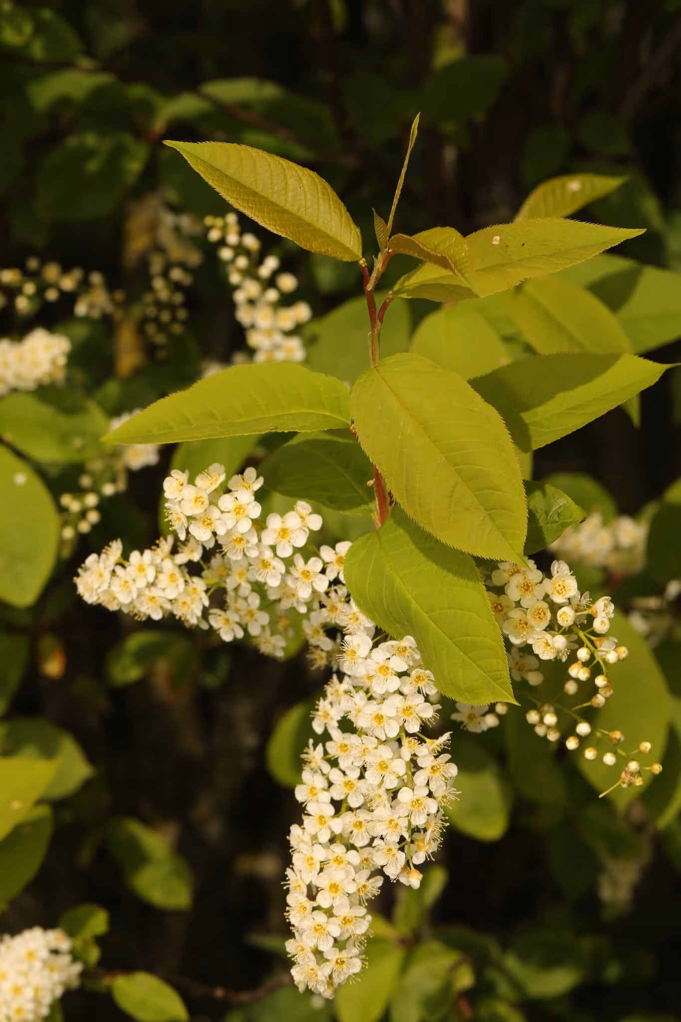 Cluster of small white flowers with yellow centers on a branch with bright green leaves.