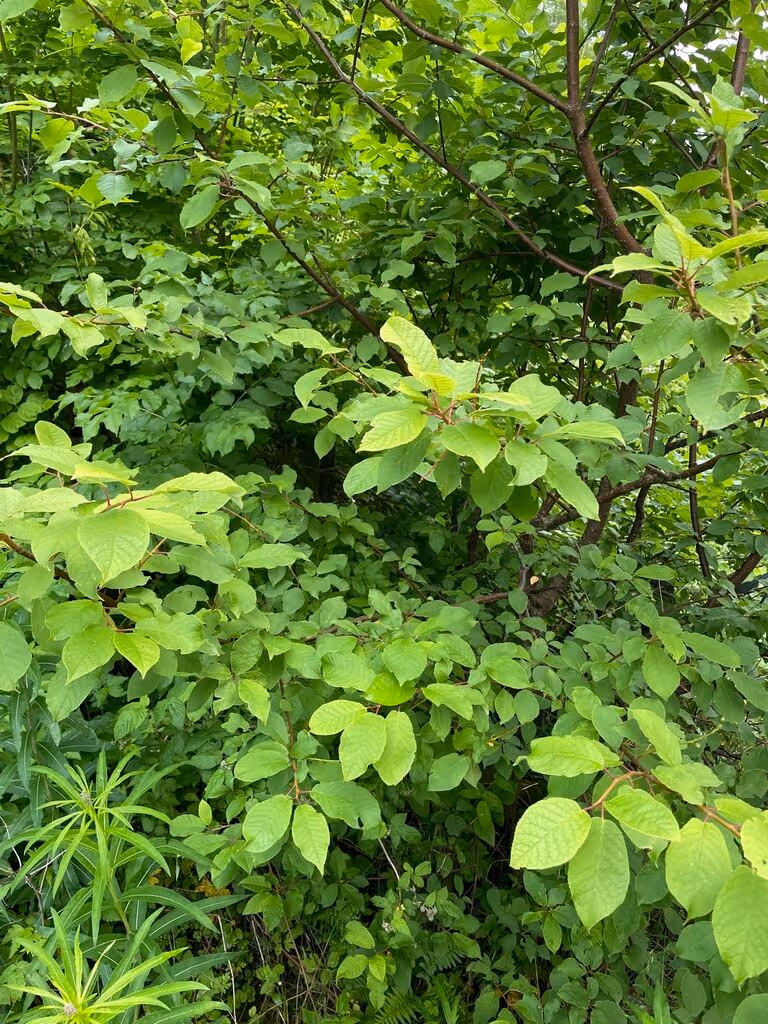 Dense green thicket with various leafy branches and plants.