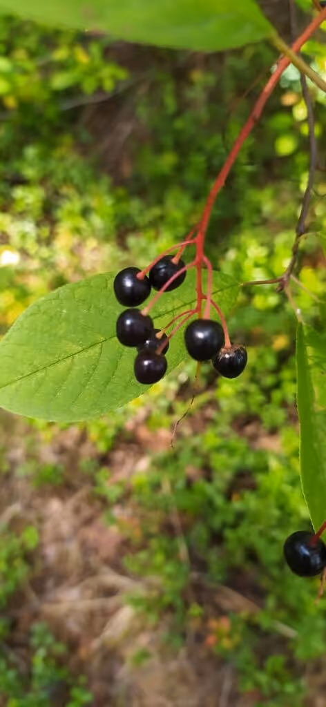 Cluster of small, shiny black berries hanging from red stems with green leaves in a natural green outdoor setting.