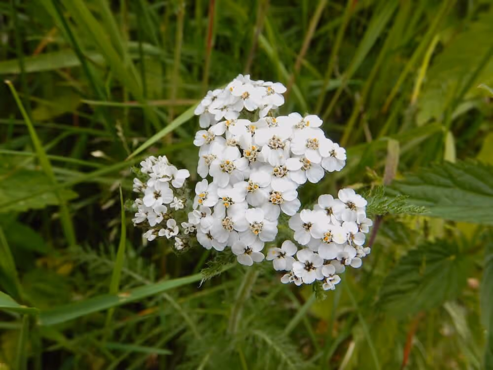 Close-up of white yarrow flowers clustered together with green grass in the background.