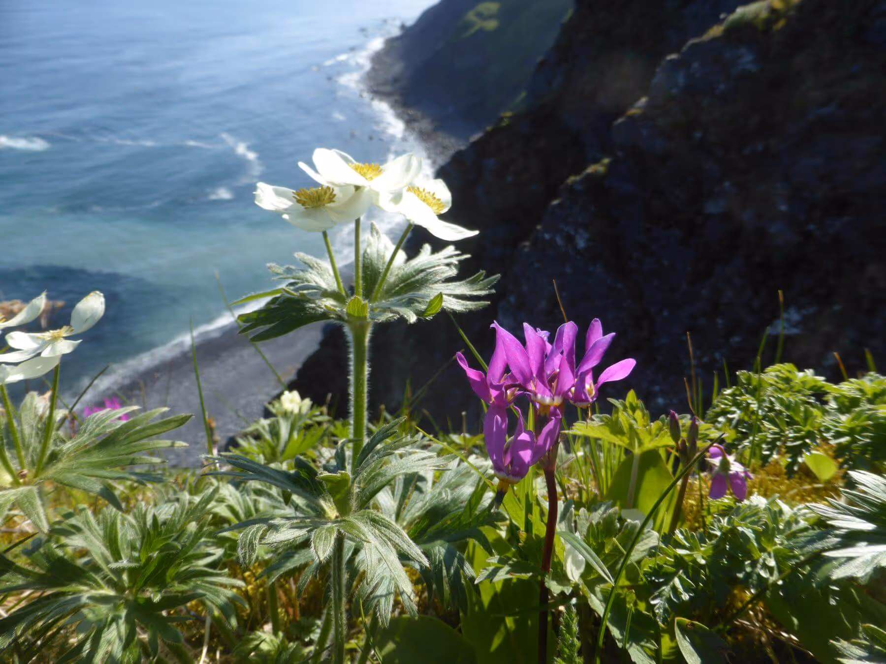 White and purple wildflowers growing on a grassy cliff overlooking a rocky shoreline and ocean.