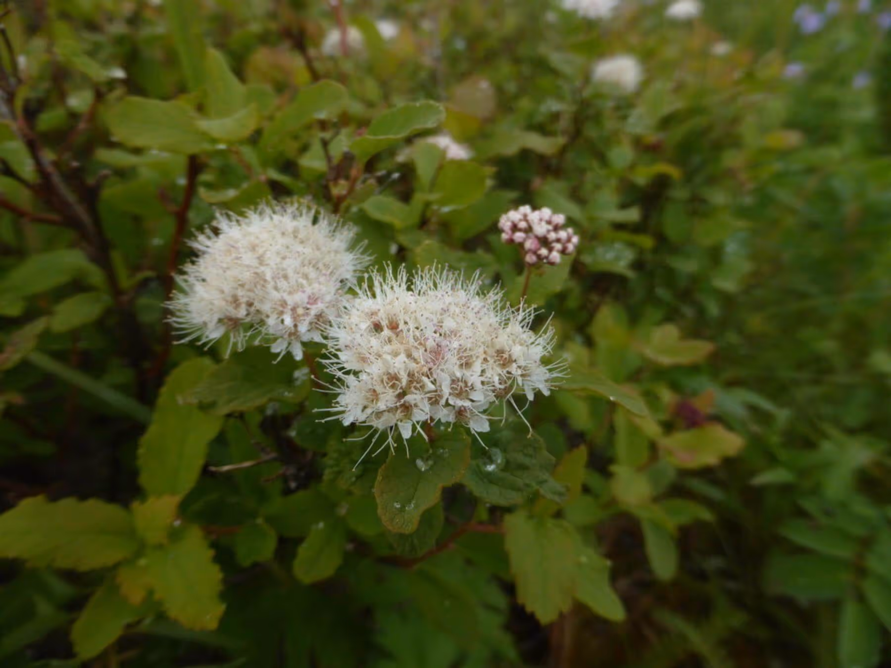 Close-up of white, fluffy cluster flowers with green leaves and water droplets in the background.