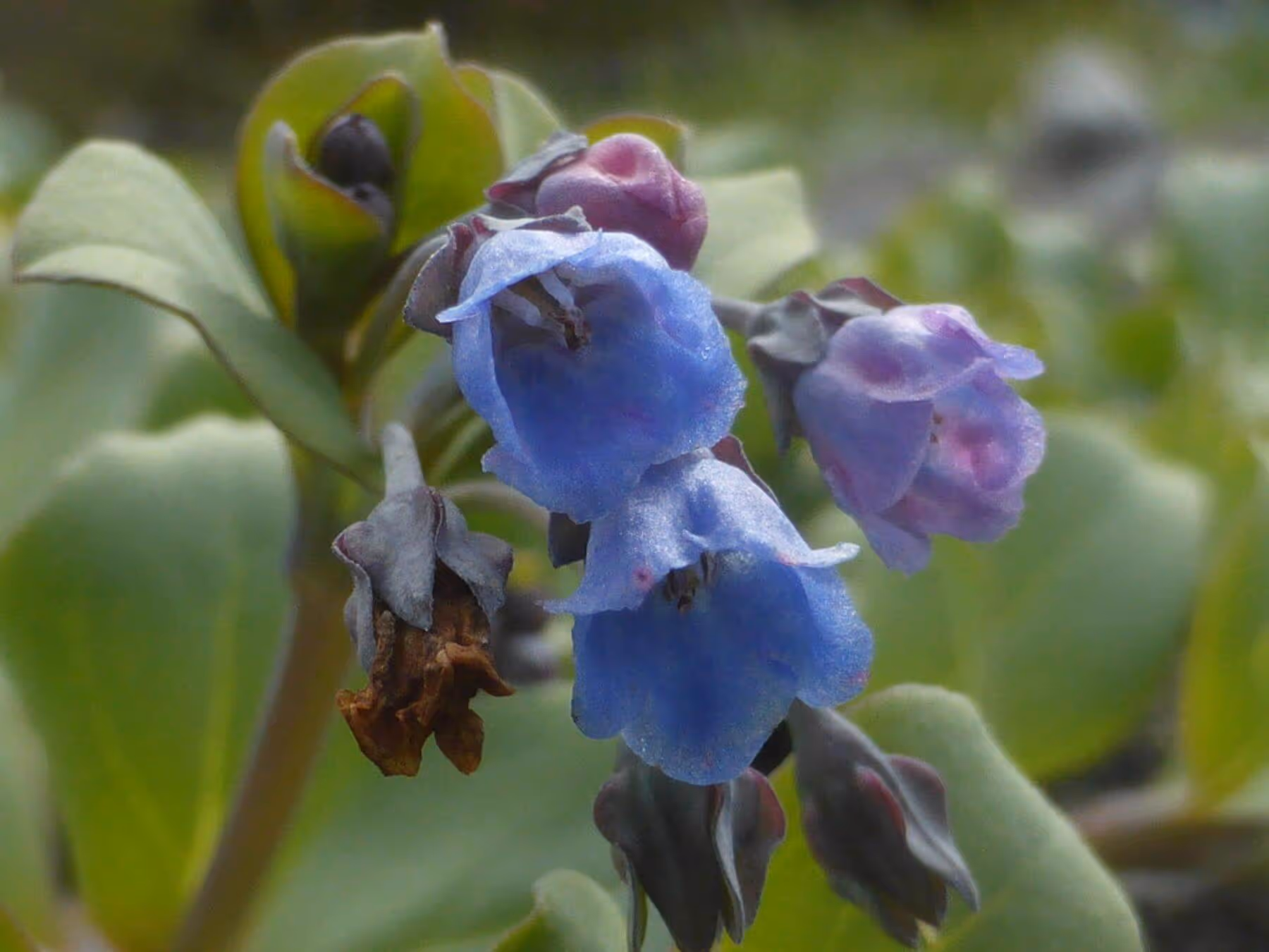 Close-up of blue and purple bell-shaped flowers with green leaves in the background.