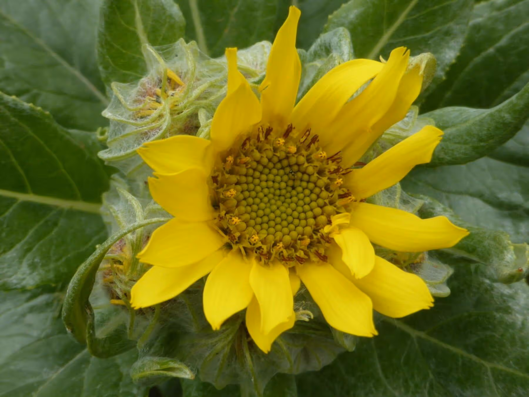 Close-up of a yellow sunflower with green leaves in the background.