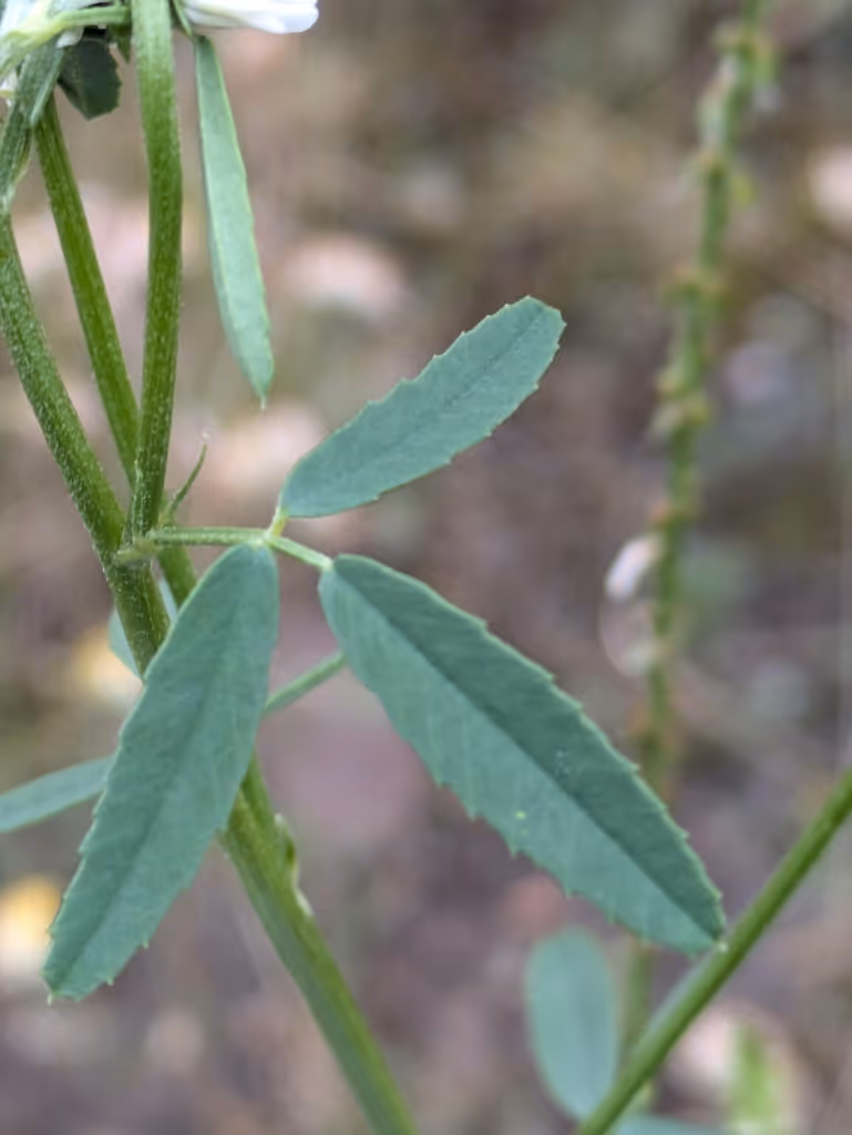 Close-up of green compound leaves with serrated edges on a stem, blurred natural background.