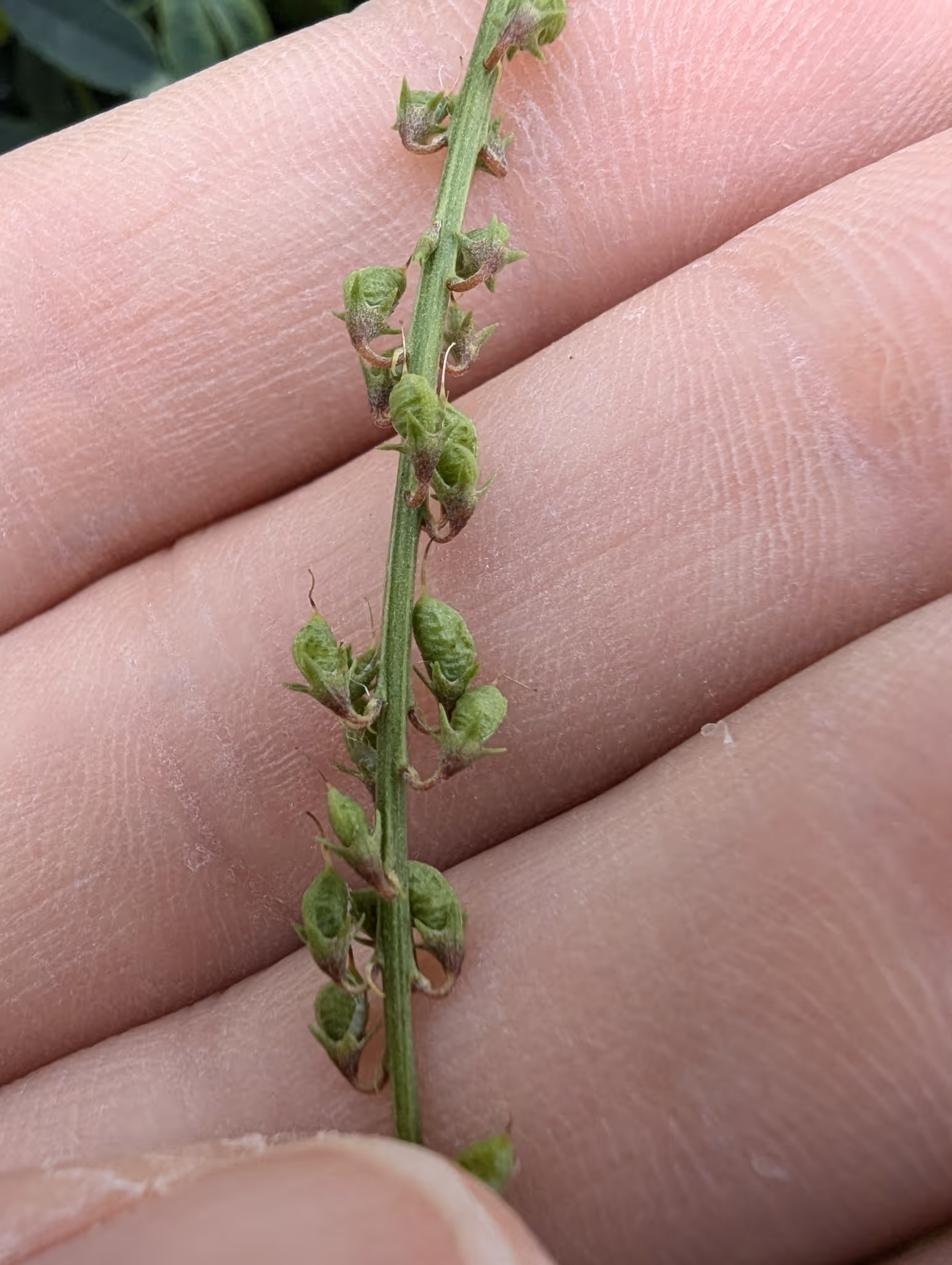 Close-up of a green stem with small, curled green seed pods held between fingers.