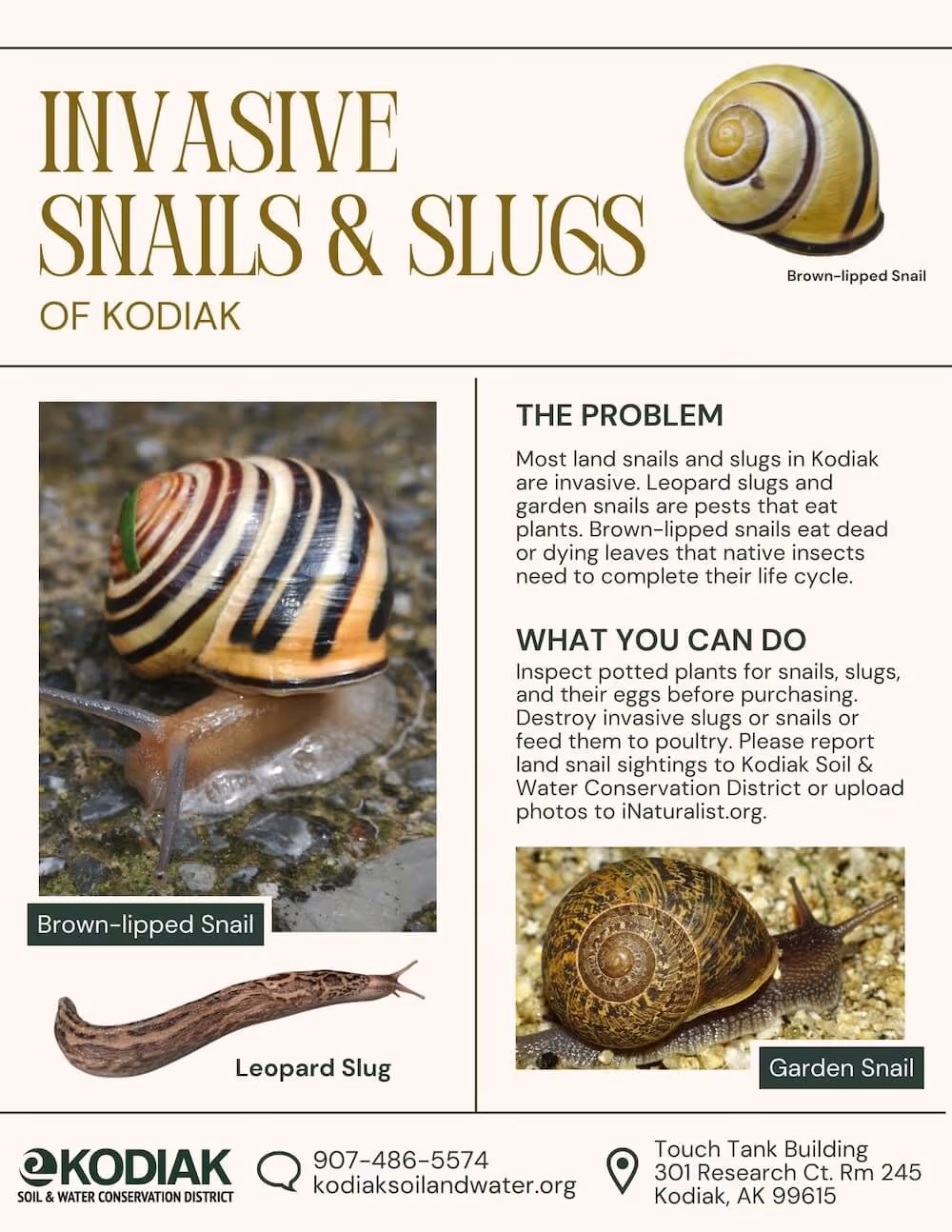 Informational flyer about invasive snails and slugs of Kodiak, showing images of a brown-lipped snail, leopard slug, and garden snail, with details on the problem and prevention steps.