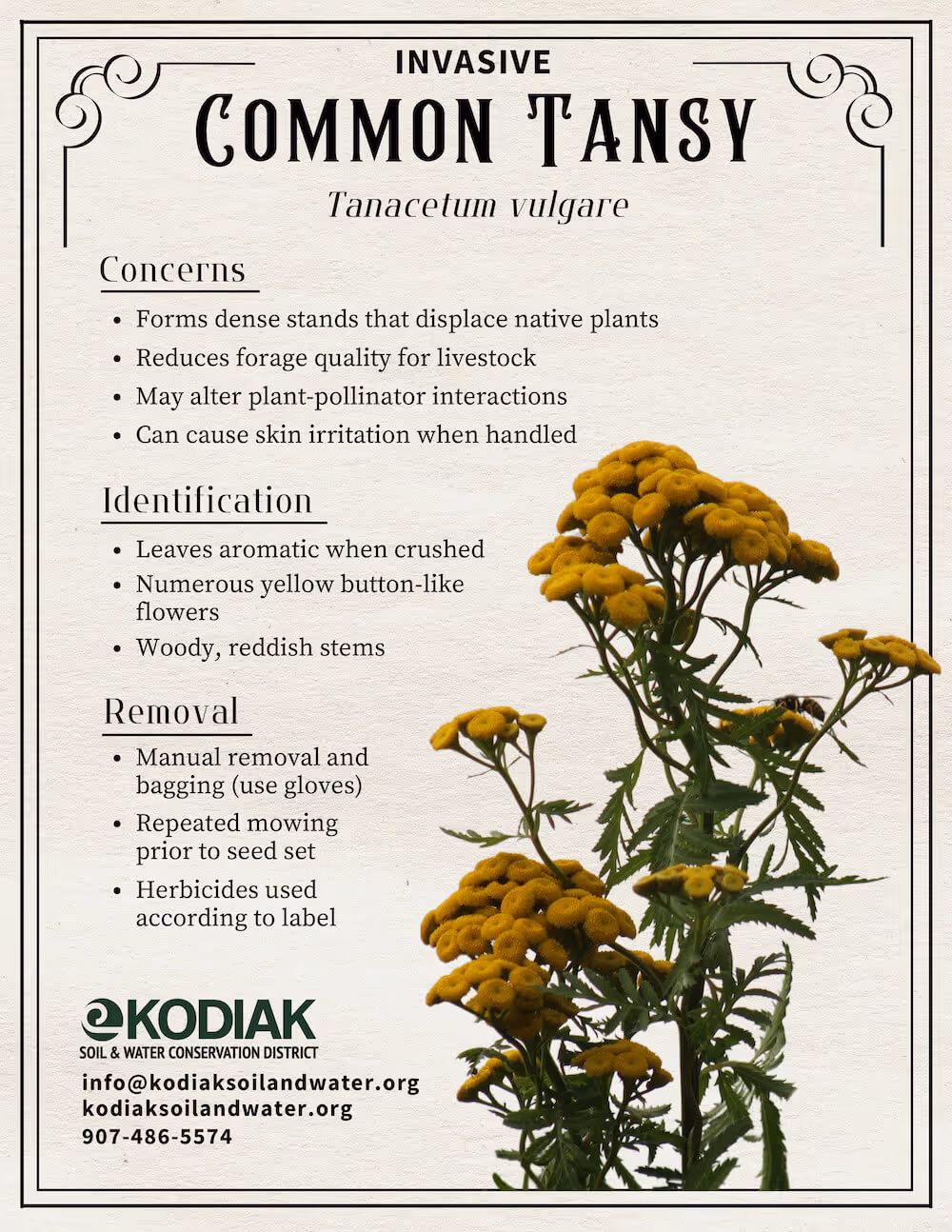 Informational poster on invasive Common Tansy (Tanacetum vulgare) with key concerns, identification tips, and removal methods, alongside an image of yellow button-like flowers on green stems.