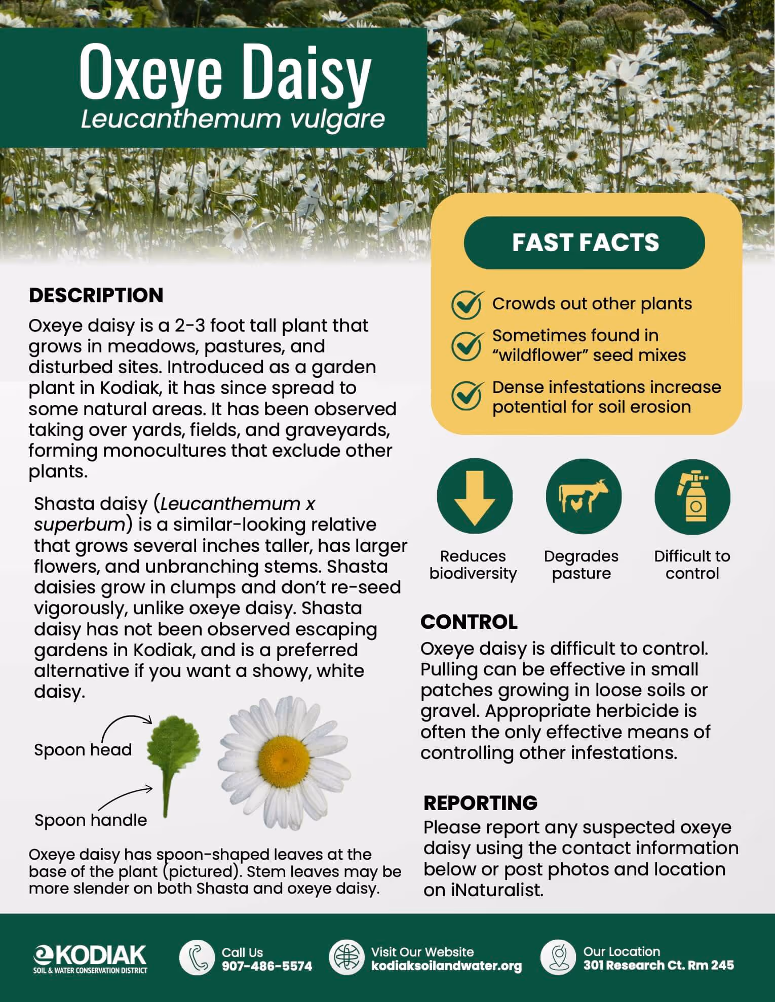 Informational poster about Oxeye Daisy (Leucanthemum vulgare) with pictures of its spoon-shaped leaves and flower, describing its description, fast facts, control methods, and reporting contact info from Kodiak Soil & Water Conservation District.