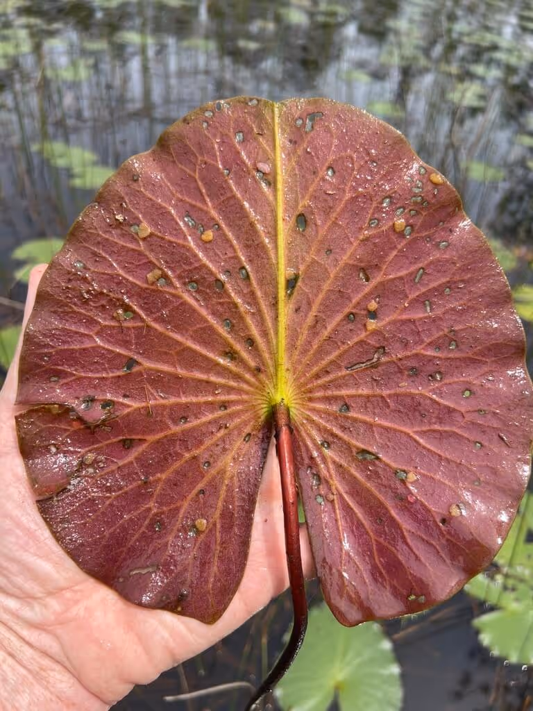 Close-up of a hand holding a large purple water lily leaf with visible veins and small holes above a pond.