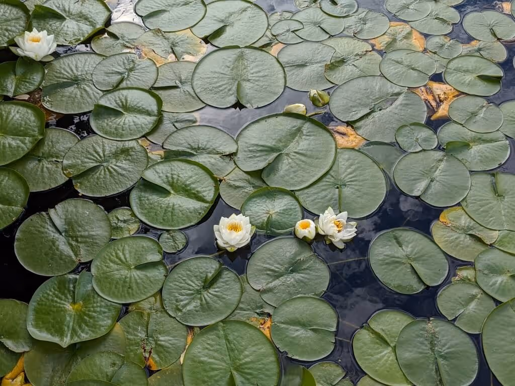 Green lily pads floating on water with a few white water lilies in bloom.