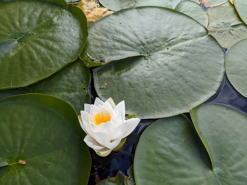 White water lily flower blooming among large green lily pads on water surface.