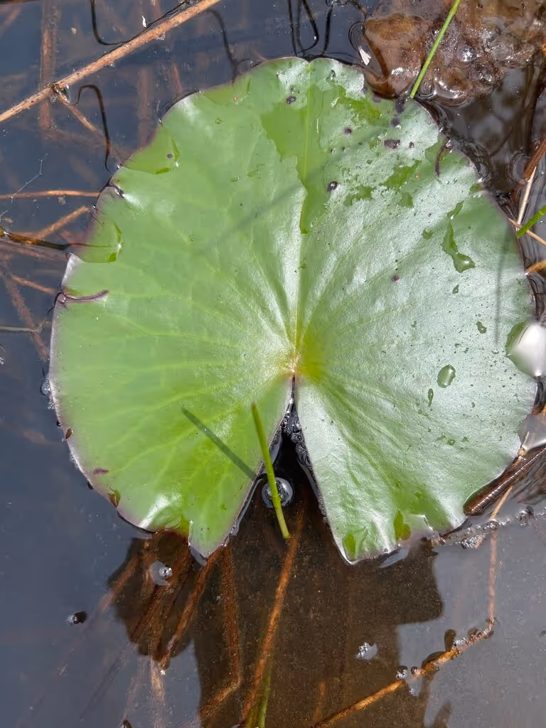 Single green water lily leaf floating on water with some stems and small bubbles visible.