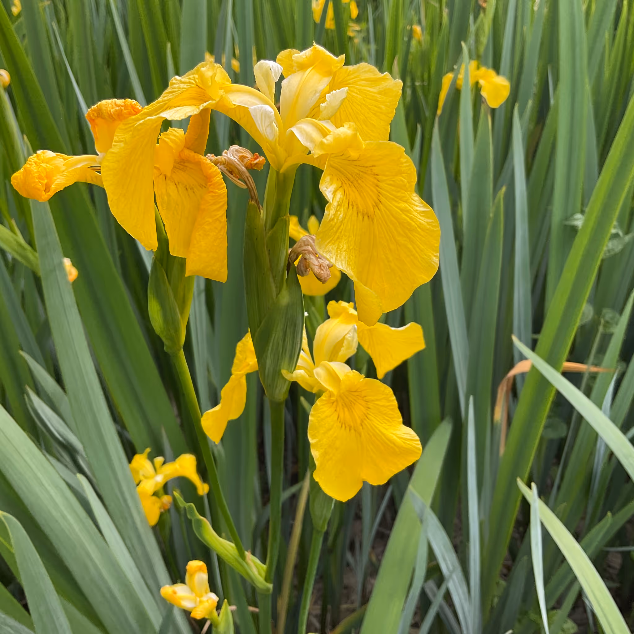 Close-up of vibrant yellow iris flowers surrounded by long green leaves.