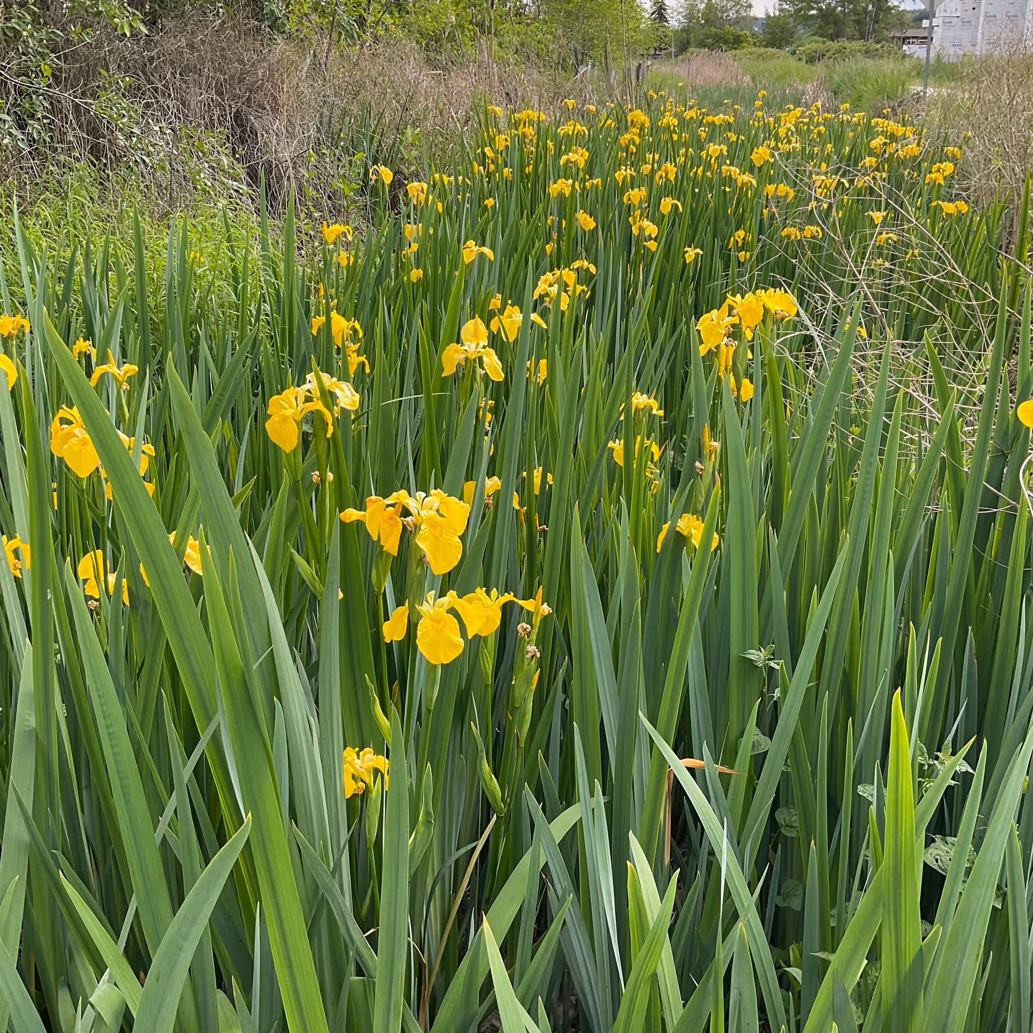 Dense cluster of tall green leaves with numerous blooming yellow iris flowers in a natural outdoor setting.