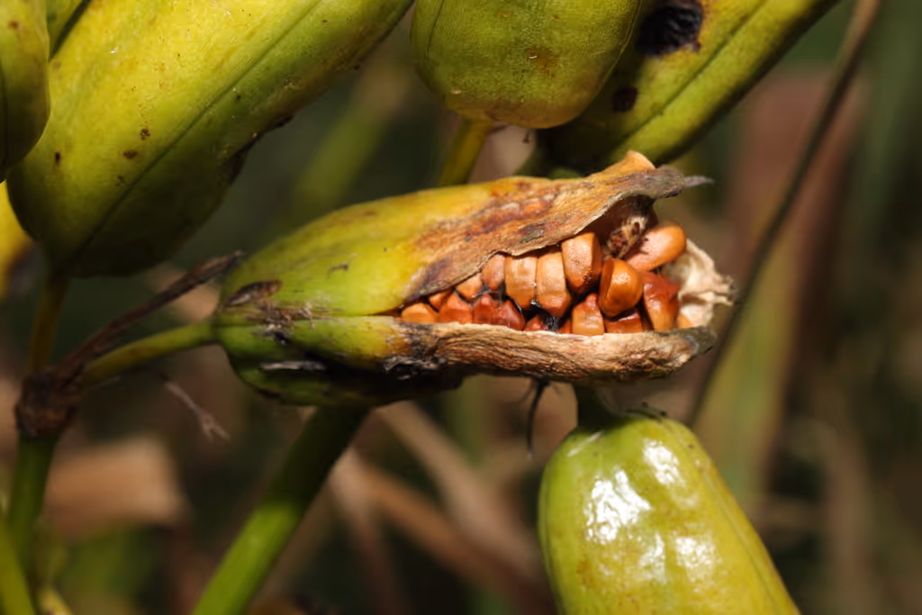 Close-up of an open green seed pod revealing rows of reddish-brown seeds inside.