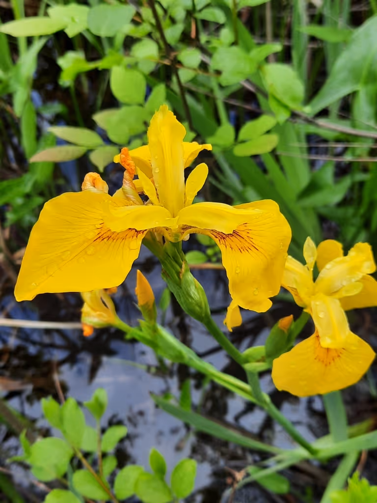 Close-up of vibrant yellow iris flowers with water droplets surrounded by green leaves near water.