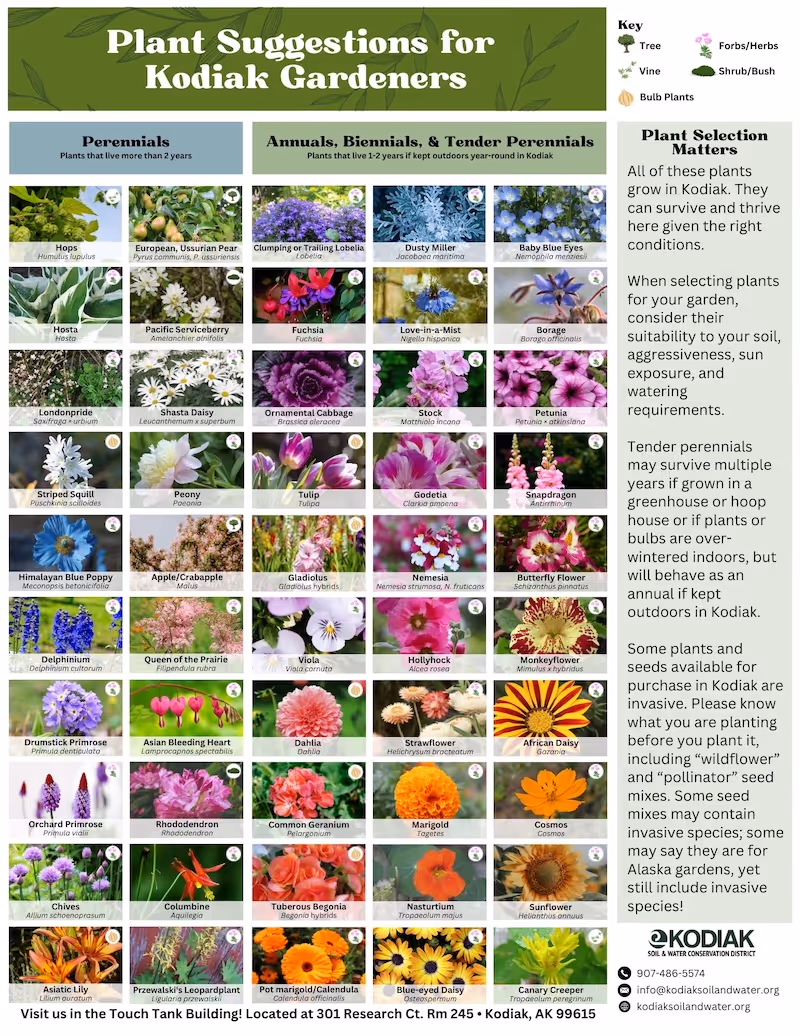 Plant suggestions chart for Kodiak gardeners showing perennials and annuals, biennials, and tender perennials with images and names for plants like hops, fuchsia, tulip, and sunflower, alongside a plant selection guide and contact info for Kodiak Soil & Water Conservation District.