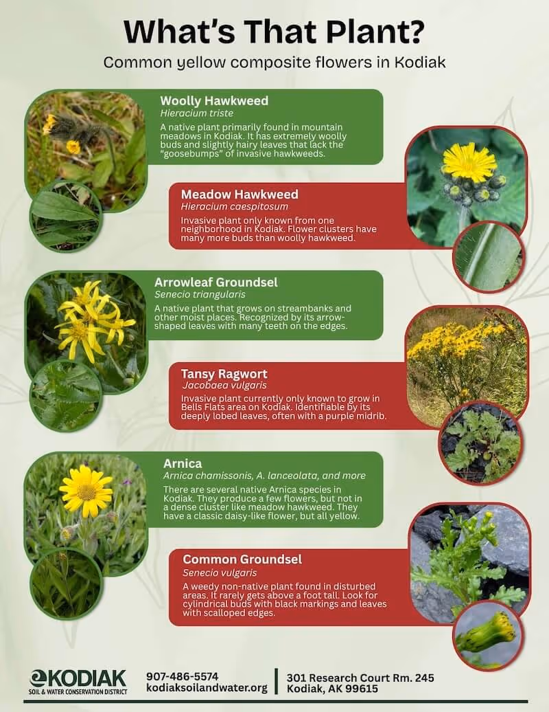 Informational guide titled 'What’s That Plant?' showing common yellow composite flowers in Kodiak with photos and descriptions of Woolly Hawkweed, Meadow Hawkweed, Arrowleaf Groundsel, Tansy Ragwort, Arnica, and Common Groundsel.