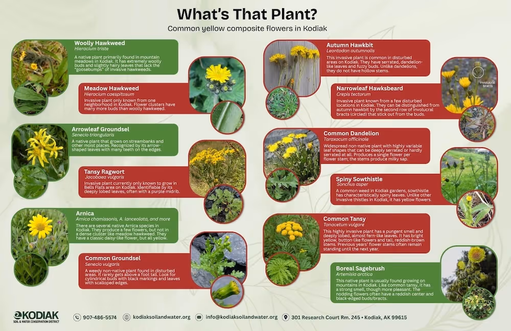 Informational chart showing common yellow composite flowers in Kodiak with photos and descriptions of Woolly Hawkweed, Meadow Hawkweed, Arrowleaf Groundsel, Tansy Ragwort, Arnica, Common Groundsel, Autumn Hawkbit, Narrowleaf Hawksbeard, Common Dandelion, Spiny Sowthistle, Common Tansy, and Boreal Sagebrush.