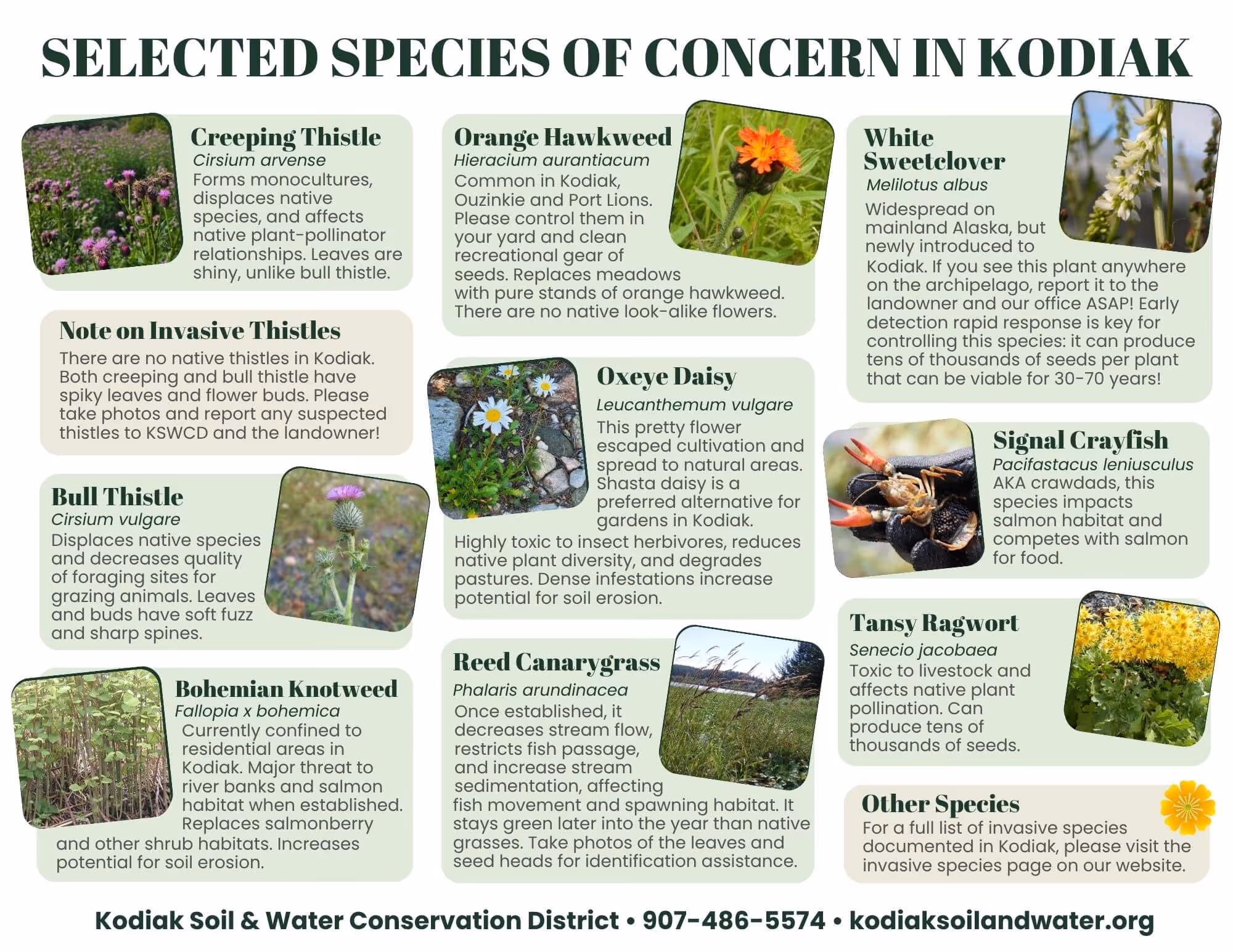Informational chart titled 'Selected Species of Concern in Kodiak' featuring photos and descriptions of invasive plants and species including Creeping Thistle, Orange Hawkweed, White Sweetclover, Bull Thistle, Oxeye Daisy, Signal Crayfish, Bohemian Knotweed, Reed Canarygrass, and Tansy Ragwort, with a note about invasive thistles and contact information for Kodiak Soil & Water Conservation District.