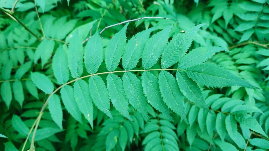 Close-up of bright green fern leaves with serrated edges against a background of similar foliage.