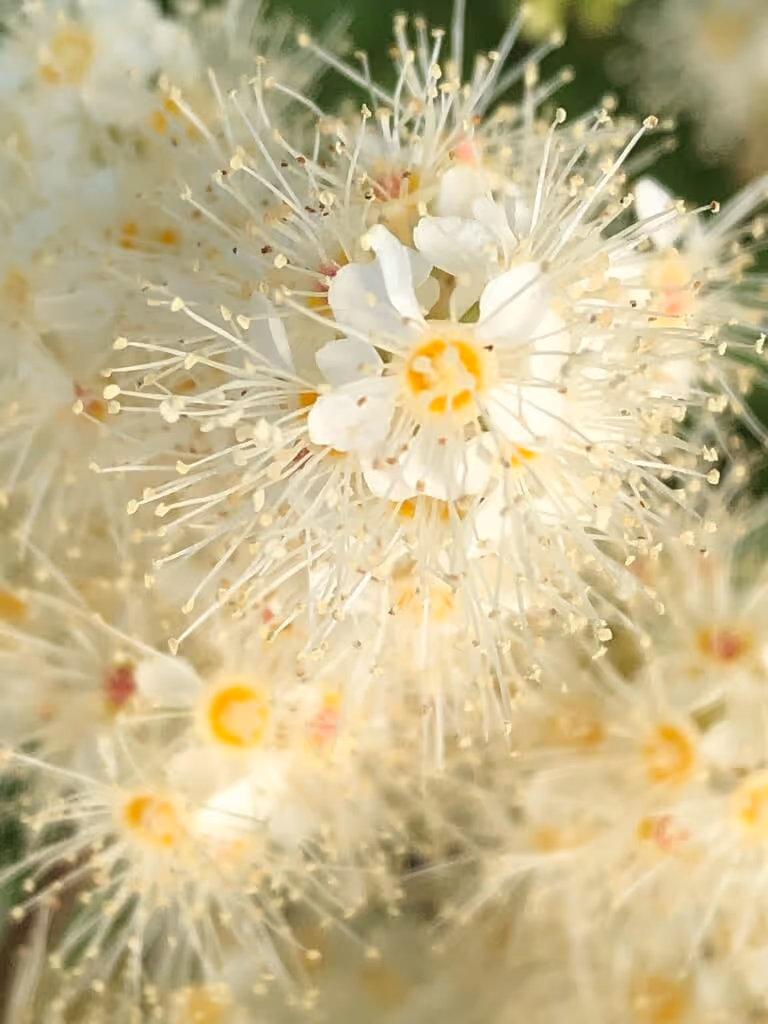 Close-up of delicate white flowers with long stamens and yellow centers on a blurred green background.