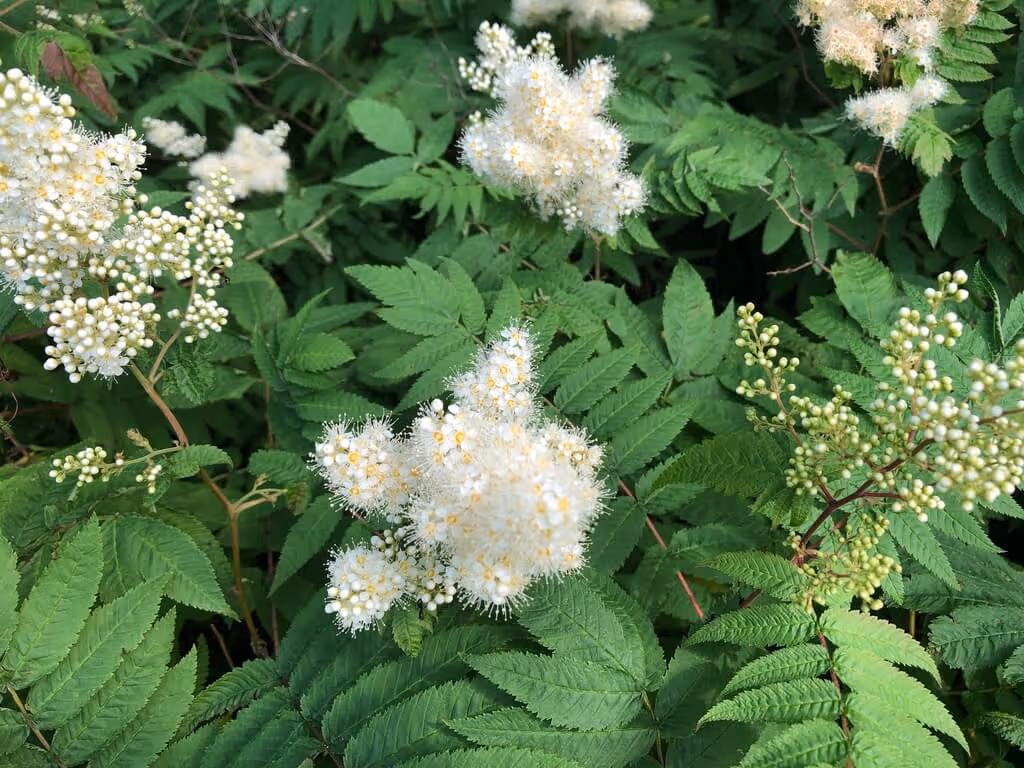 Clusters of small white flowers with yellow centers surrounded by green fern-like leaves.