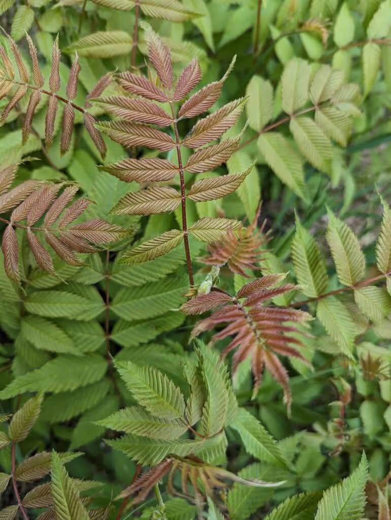 Close-up of green and reddish fern leaves with detailed textured veins.