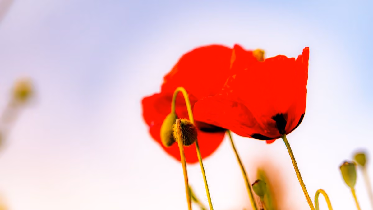 How to use SMS marketing for Memorial Day to grow your e-commerce sales 