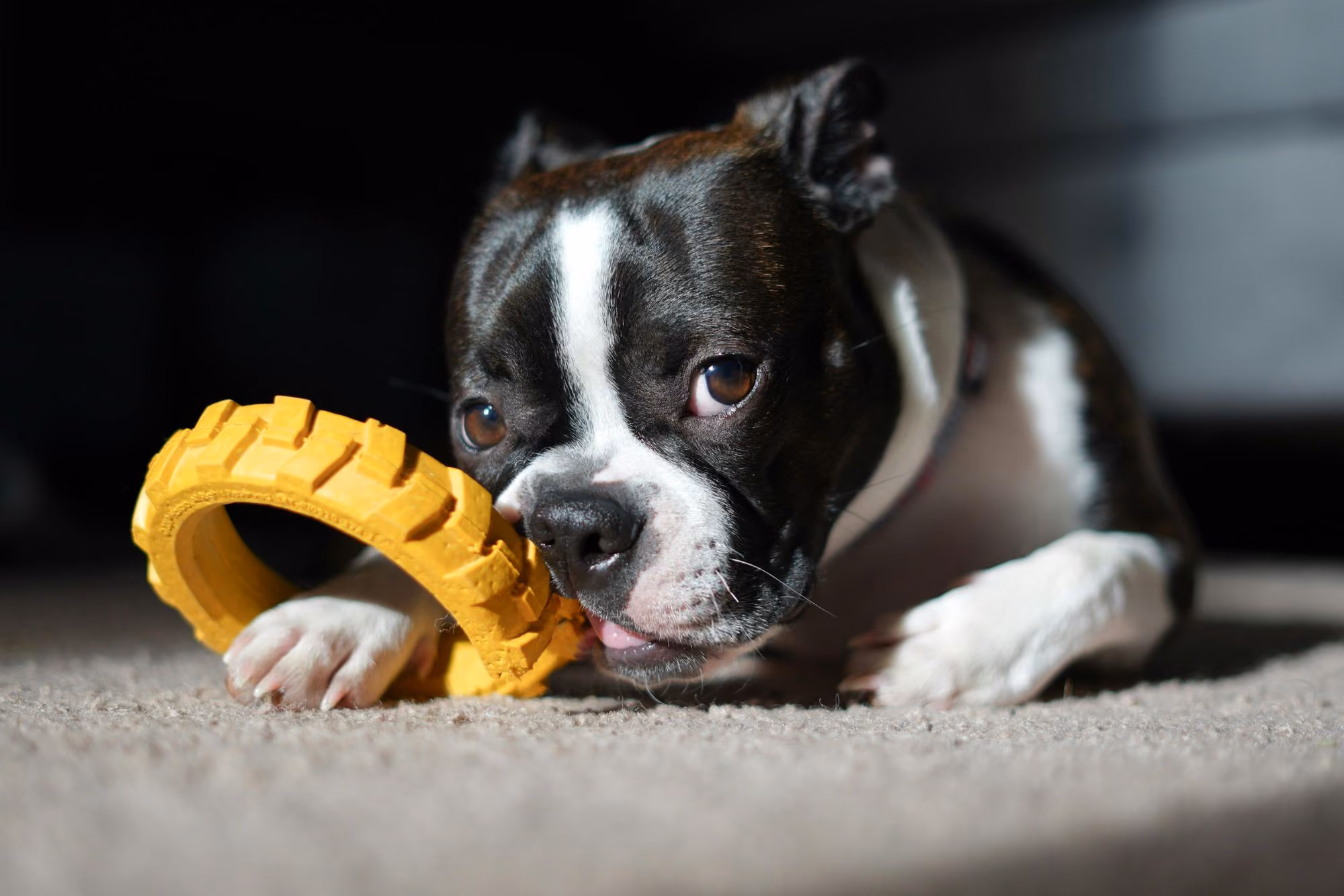 Email marketing essentials to grow your online pet store fast