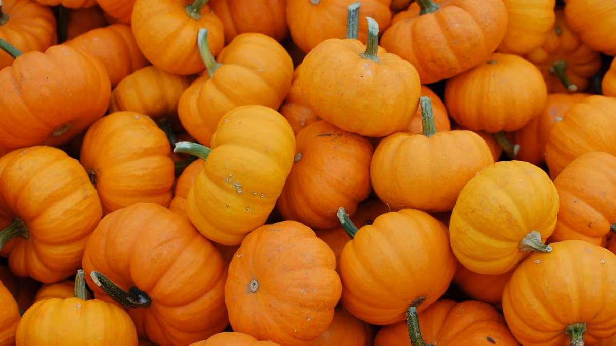 October email marketing campaigns for e-commerce brands