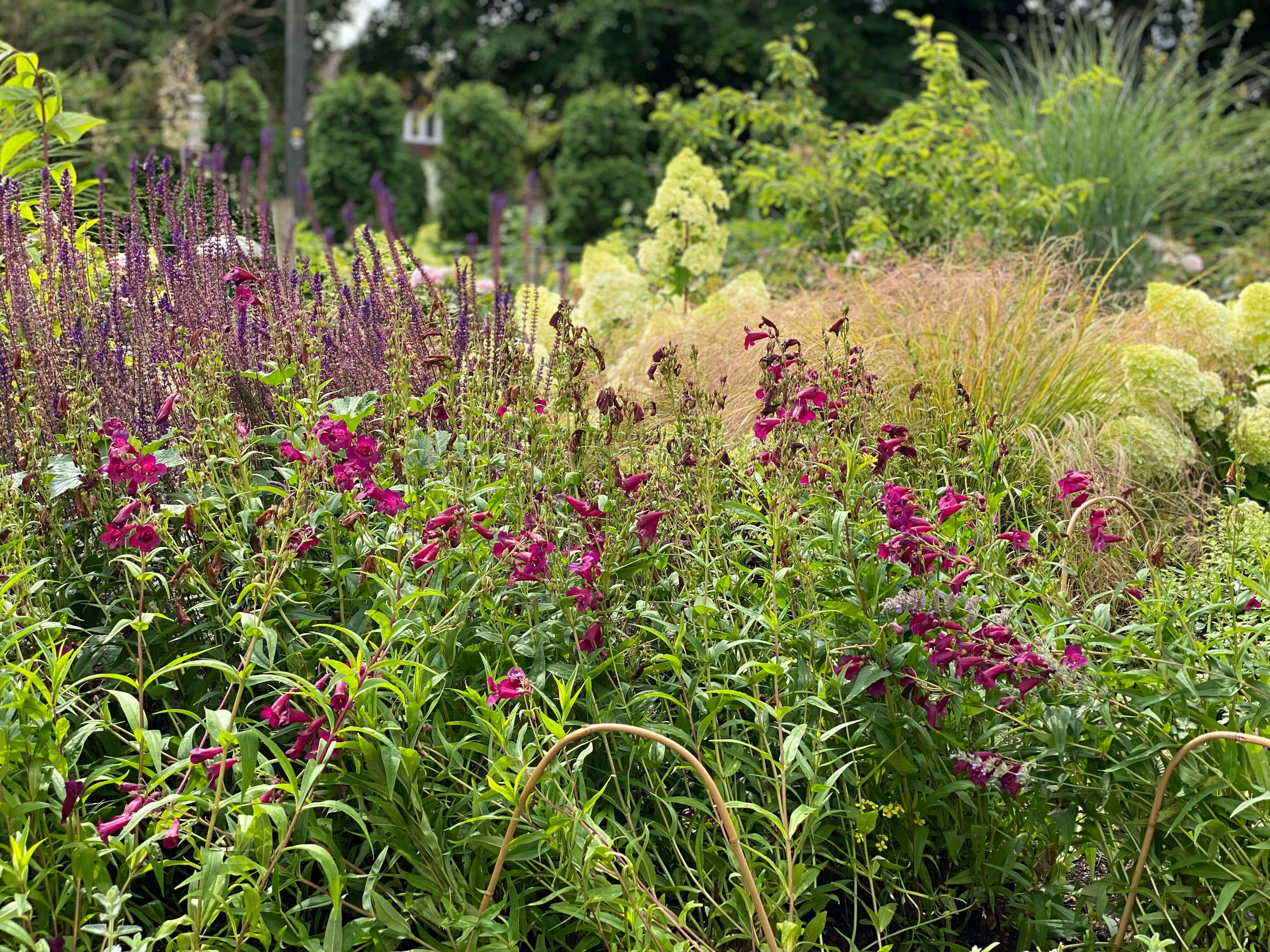 garden design by wild butterfly gardening