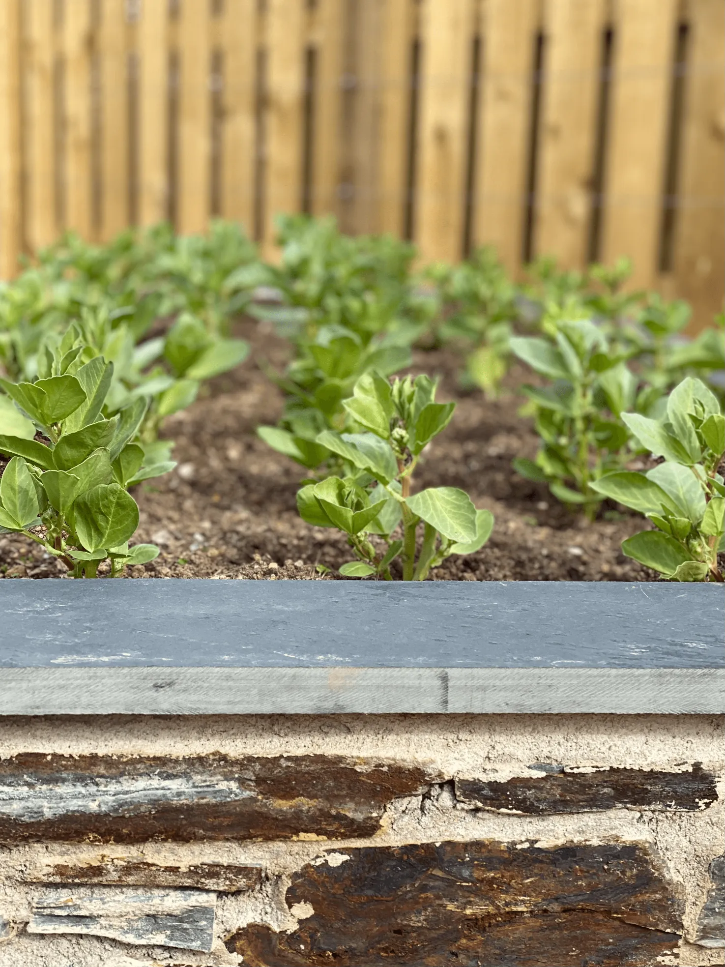 Kitchen garden design in Cornwall with raised slate beds and herb planting